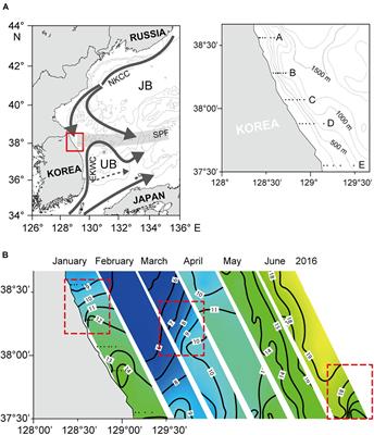 Impact of Shifting Subpolar Front on Phytoplankton Dynamics in the Western Margin of East/Japan Sea